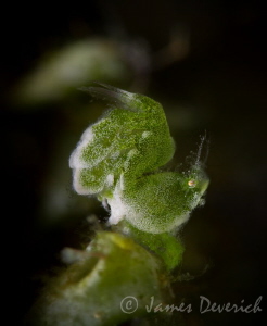 Grinch shrimp - Phychocaris sp. by James Deverich 